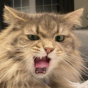 Meet your Posher, Juliana